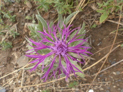 Centaurea uniflora
