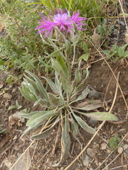 Centaurea uniflora