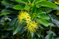 Xanthostemon chrysanthus