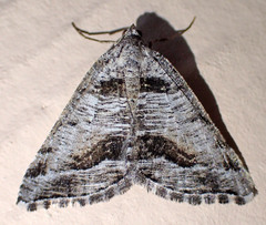Macaria colata
