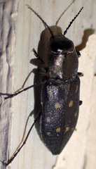 Melanophila consputa