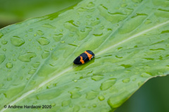 Cosmoscarta abdominalis