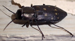 Melanophila consputa
