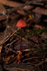 Mycena toyerlaricola
