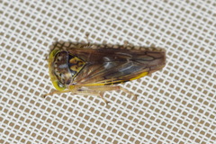 Idiocerus stigmaticalis