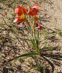 Gladiolus speciosus