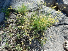 Cymopterus terebinthinus