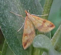 Choristostigma plumbosignalis