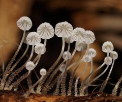 Mycena albidocapillaris
