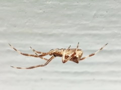 Episinus angulatus