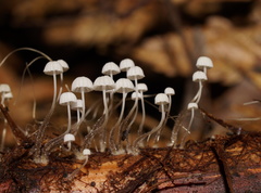 Mycena albidocapillaris