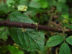 Rubus cissburiensis