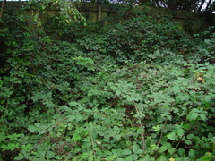 Rubus cissburiensis