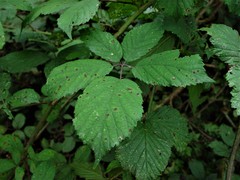 Rubus cissburiensis
