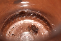 Eleutherodactylus cystignathoides