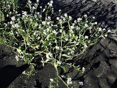 Cakile arctica
