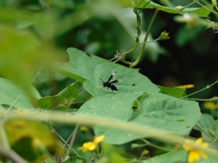 Myrmecopsis strigosa