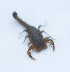 Serradigitus gertschi