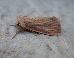 Denticucullus pygmina