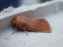 Denticucullus pygmina