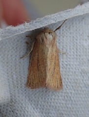 Denticucullus pygmina