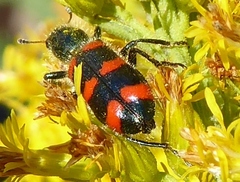Trichodes nuttalli
