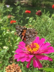 Vanessa cardui