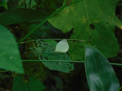 Abaeis albula celata