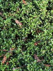 Magnoliopsida