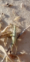 Oecanthus salvii