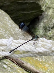 Psolodesmus mandarinus