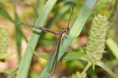 Ascaloptynx appendiculata