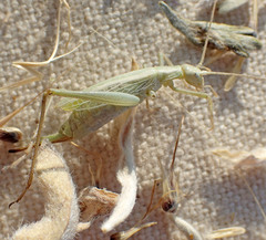 Oecanthus salvii
