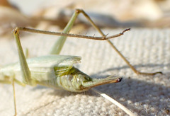 Oecanthus salvii