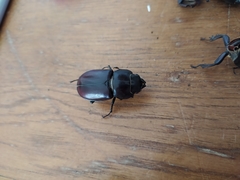Lucanus tetraodon