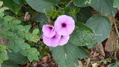 Ipomoeeae