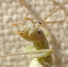 Oecanthus salvii