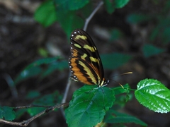 Mechanitis polymnia lycidice