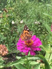Vanessa cardui