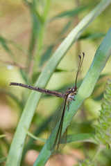 Ascaloptynx appendiculata