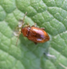 Neocrepidodera transversa