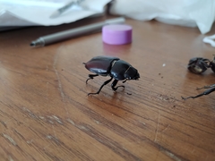 Lucanus tetraodon