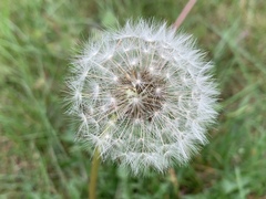 Taraxacum officinale