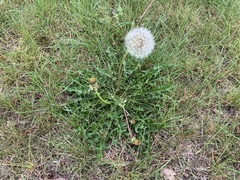 Taraxacum officinale