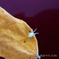 Uloboridae