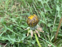 Taraxacum officinale
