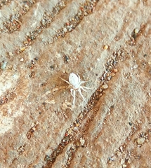 Uloboridae