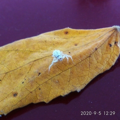 Uloboridae
