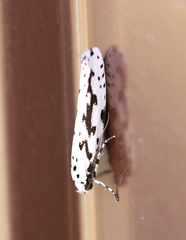 Ethmia candidella