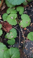 Ramularia glechomatis